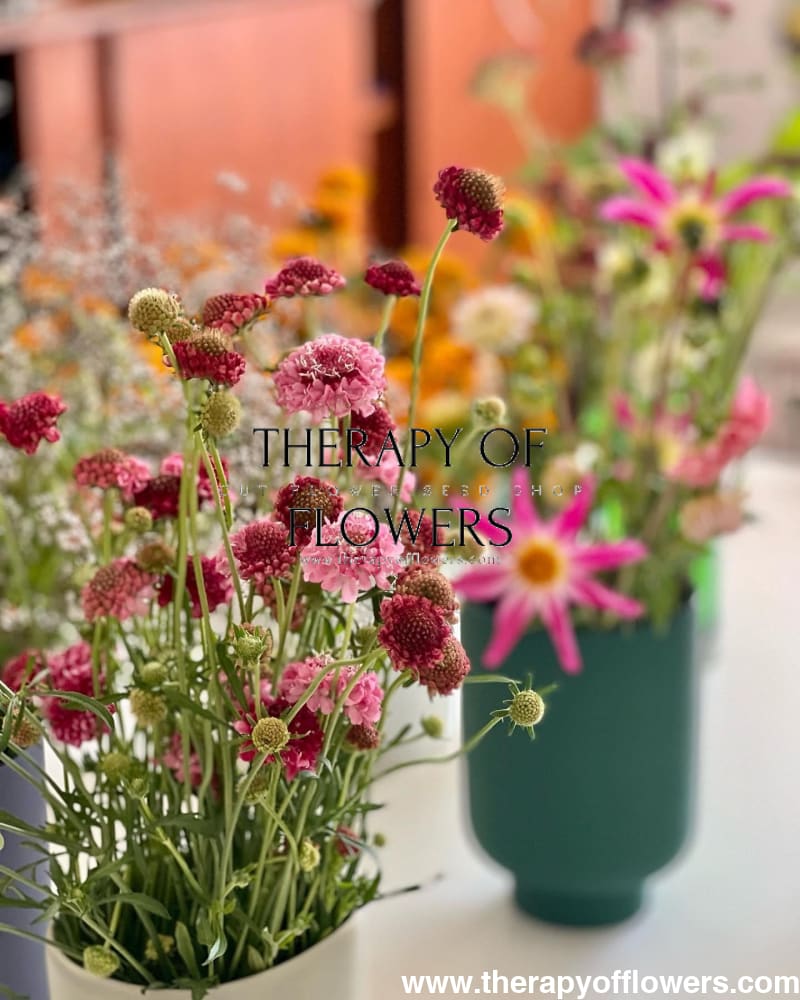 Scabiosa atropurpurea Salmon Queen therapyofflowers.com