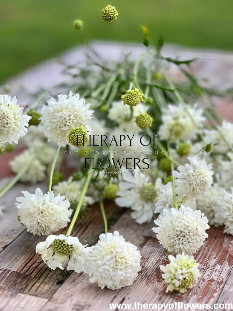 Scabiosa atropurpurea White therapyofflowers.com