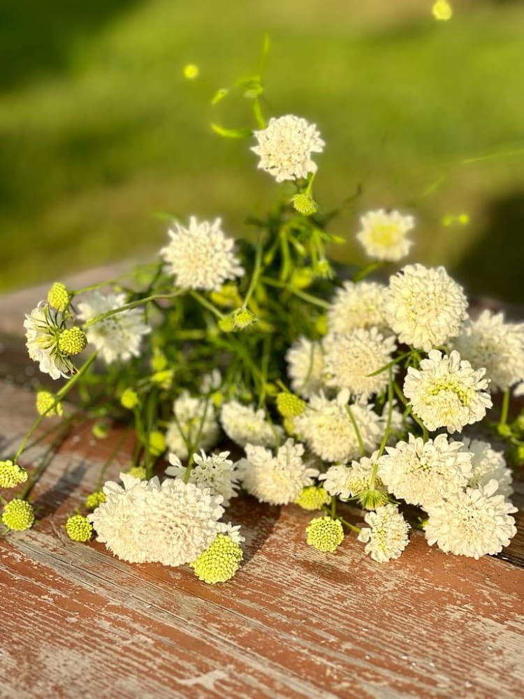 Scabiosa atropurpurea White therapyofflowers.com
