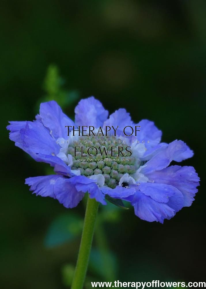 Scabiosa caucasica Fama® Blue | Pincushion Flower | Cut Flower therapyofflowers.com