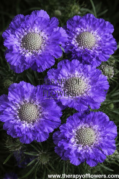 Scabiosa caucasica Fama® Blue | Pincushion Flower | Cut Flower therapyofflowers.com