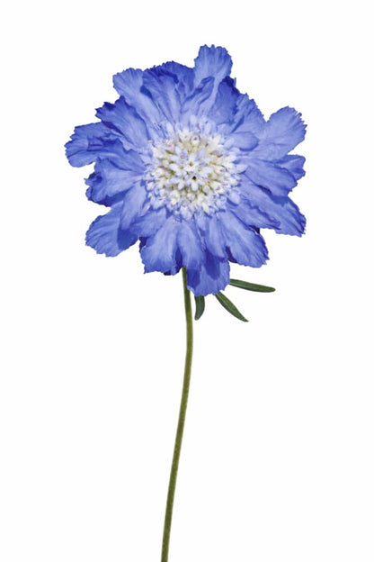 Scabiosa caucasica Fama® Blue | Pincushion Flower | Cut Flower - 20 seeds / 65–75 cm / Light Blue - Seeds