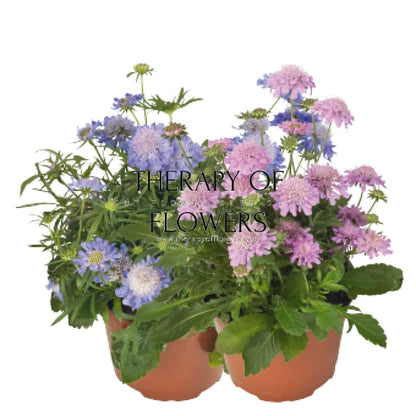 Scabiosa japonica var. alpina Ritz Blue | Pincushion Flower therapyofflowers.com