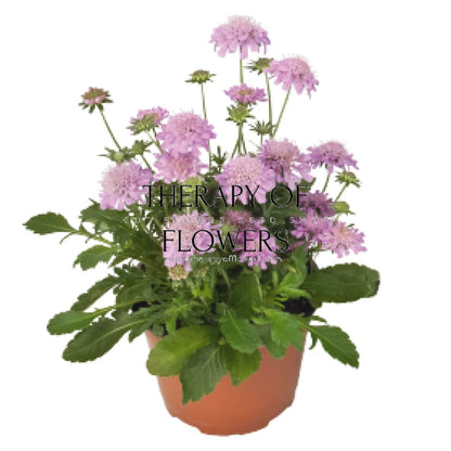 Scabiosa japonica var. alpina Ritz Rose | Pincushion Flower therapyofflowers.com