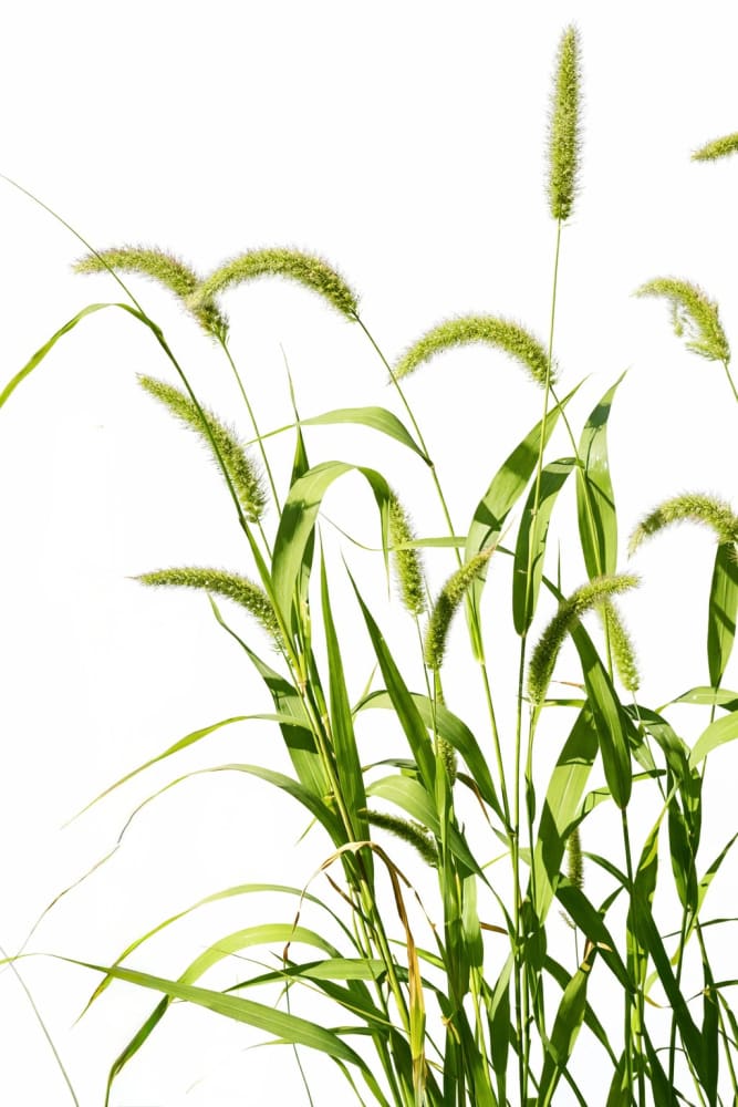 Setaria italica | Foxtail Millet therapyofflowers.com