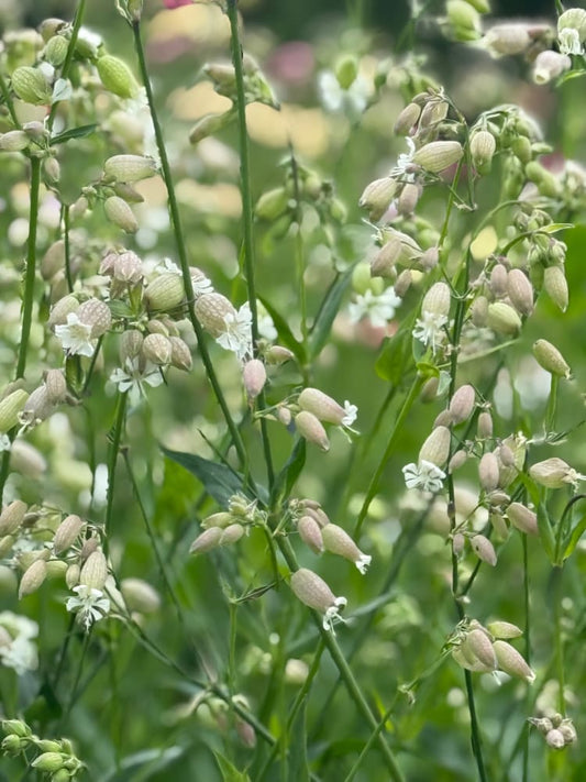 Silene vulgaris Blushing Lantern | Silene therapyofflowers.com