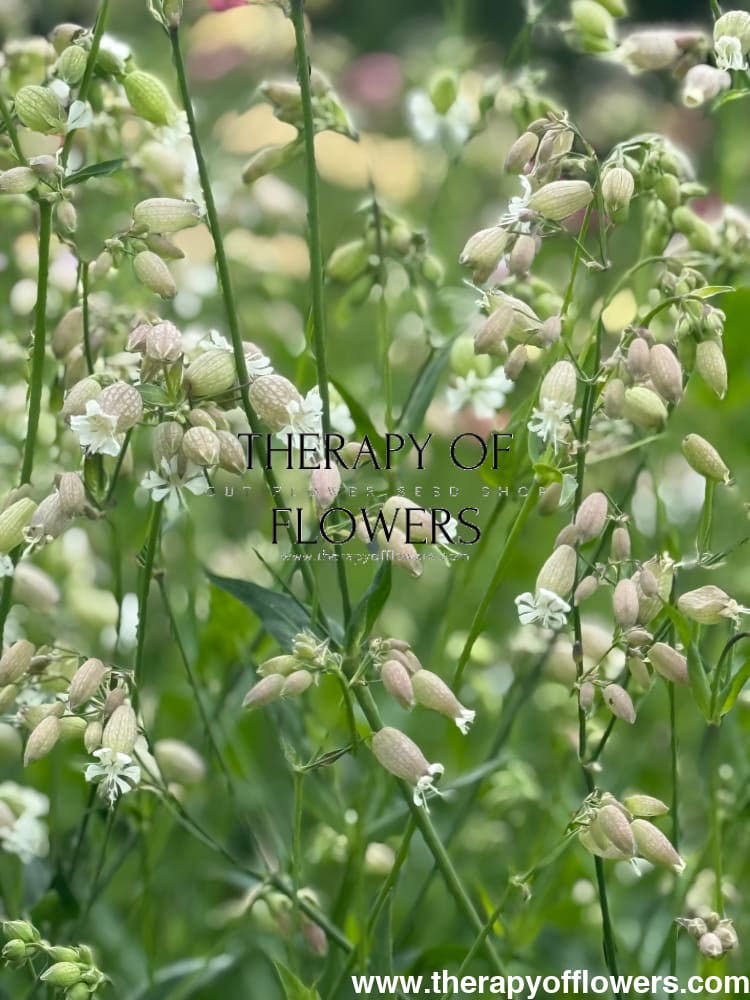 Silene vulgaris Blushing Lantern | Silene therapyofflowers.com