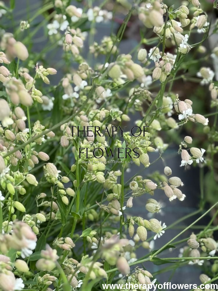 Silene vulgaris Blushing Lantern | Silene therapyofflowers.com