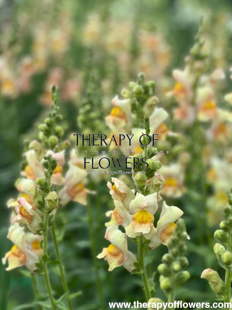Snapdragon Costa Apricot F1 therapyofflowers.com
