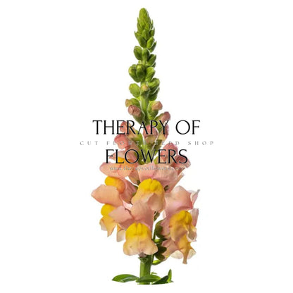Snapdragon Avignon Apricot F1 | Group 2 | Antirrhinum majus - seeds