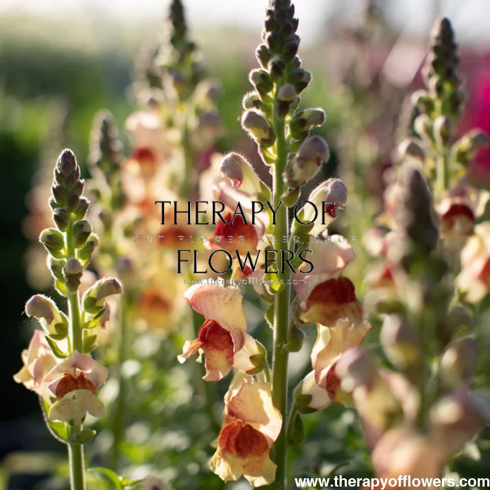Snapdragon Avignon Bicolor Yellow F1 | Group 2 therapyofflowers.com