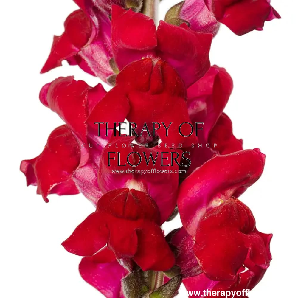 Snapdragon Avignon Dark Red F1 | Group 2 | Antirrhinum majus - 40 seeds / Raw Pelleted / Cherry Rose - seeds