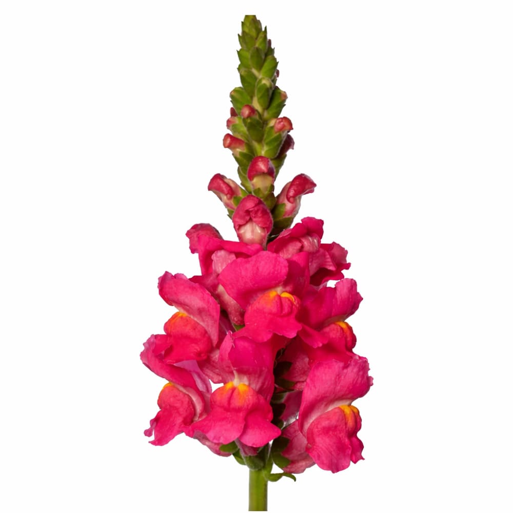 Snapdragon Avignon Deep Rose F1 | Premium Cut Flower Seeds ...