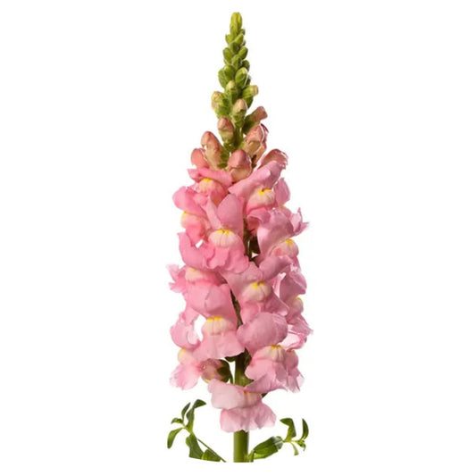 Snapdragon Avignon Light Rose F1 | Group 2 | Antirrhinum majus | Pelleted - 40 seeds / Raw Pelleted / Light Rose - seeds