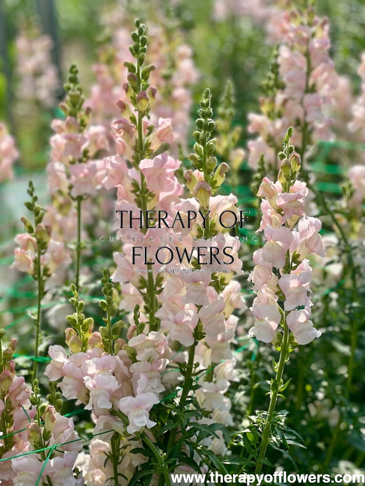 Lauvmutites Costa Silver F1 