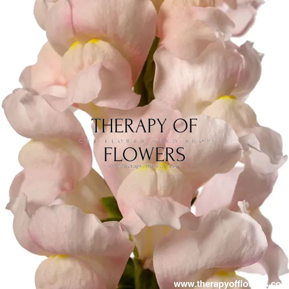 Snapdragon Avignon Silver F1 | Group 2 | Antirrhinum majus - 40 seeds / Raw Pelleted / Silver-lavender - seeds