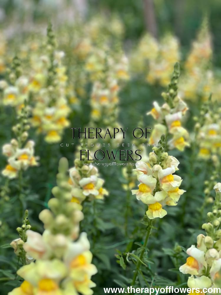 Snapdragon Costa Apricot F1 therapyofflowers.com