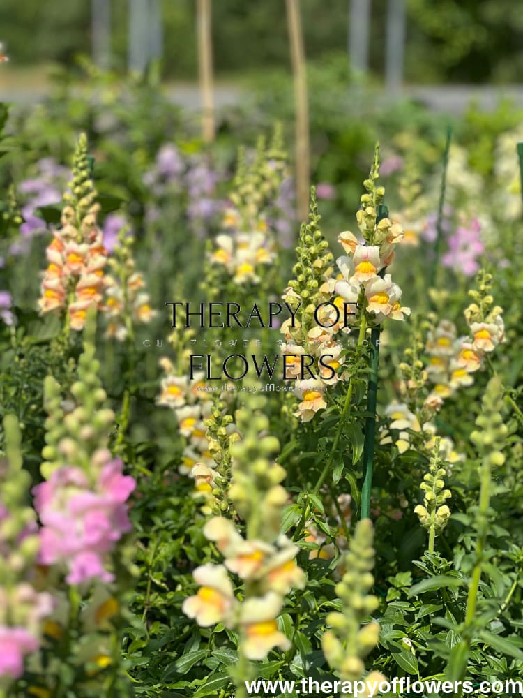 Snapdragon Costa Apricot F1 therapyofflowers.com