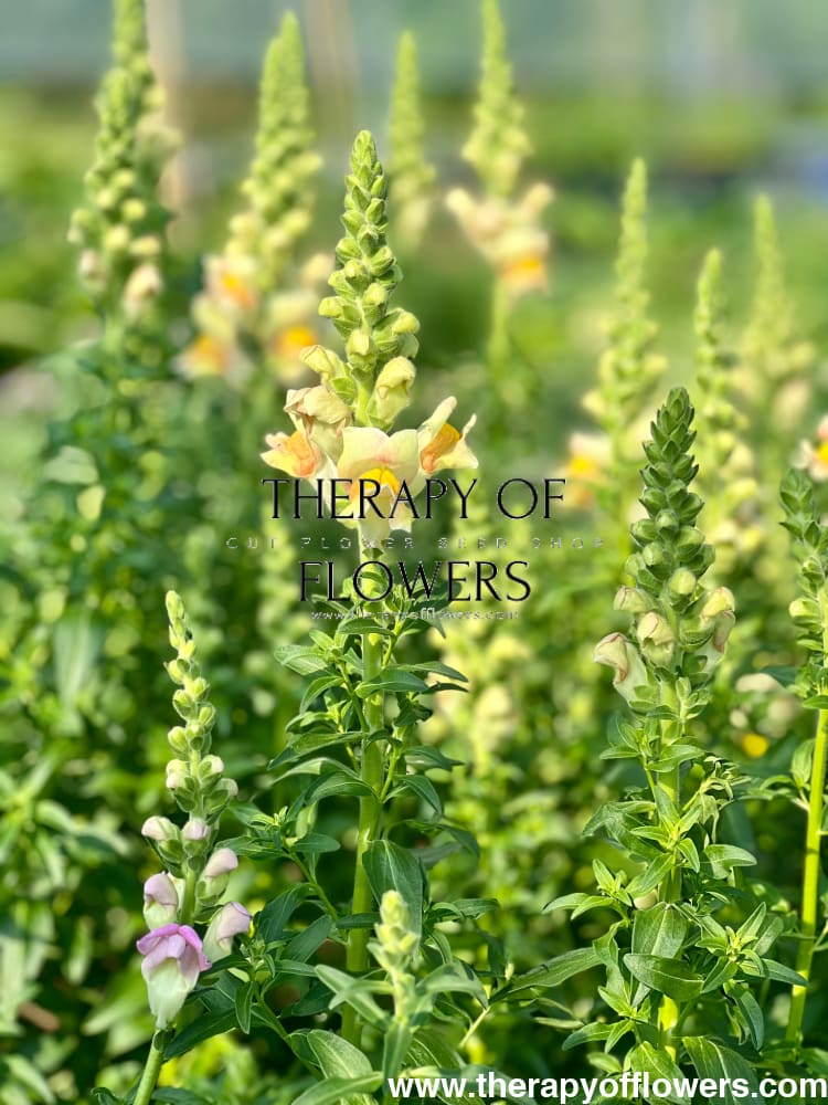 Snapdragon Costa Apricot F1 therapyofflowers.com