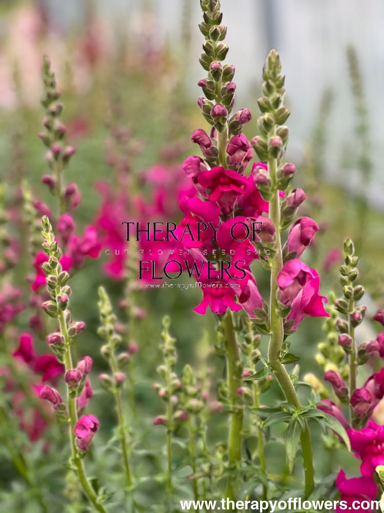 Snapdragon Costa  Summer Purple F1 therapyofflowers.com