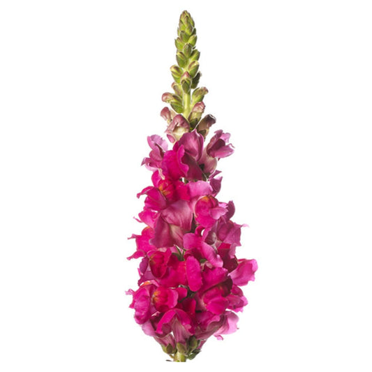 Snapdragon Costa  Summer Purple F1 therapyofflowers.com