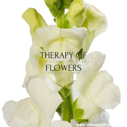 Snapdragon Costa White F1 | Group 2 | Antirrhinum majus therapyofflowers.com