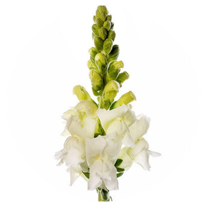 Snapdragon Costa White F1 | Group 2 | Antirrhinum majus therapyofflowers.com
