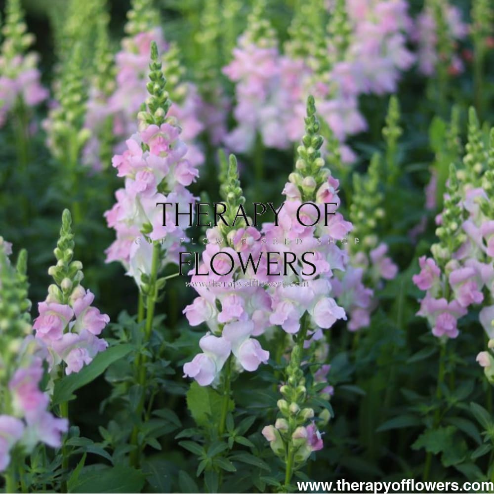 Snapdragon Legend Light Pink F1 | Group 1 therapyofflowers.com