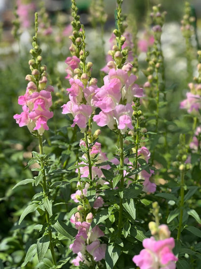 Snapdragon Legend Light Pink F1 | Group 1 | Antirrhinum majus - Seeds