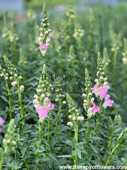 Snapdragon Legend Light Pink F1 | Group 1 therapyofflowers.com