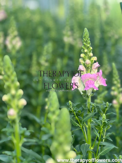 Snapdragon Legend Light Pink F1 | Group 1 therapyofflowers.com