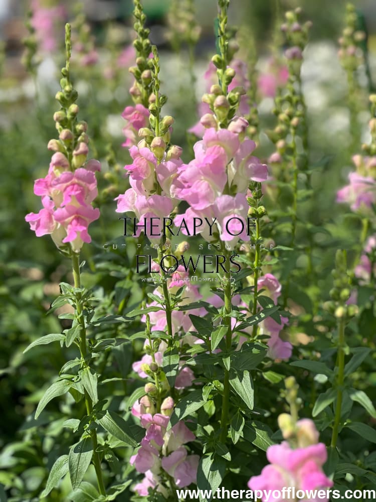 Snapdragon Legend Light Pink F1 | Group 1 | Antirrhinum majus - Seeds