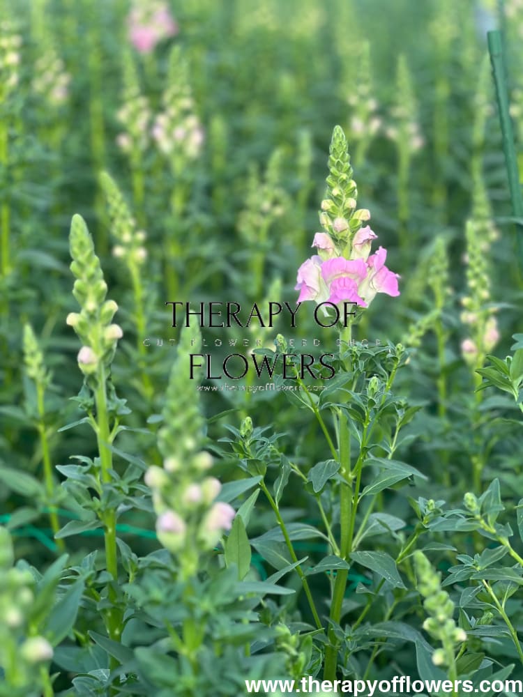 Snapdragon Legend Light Pink F1 | Group 1 therapyofflowers.com