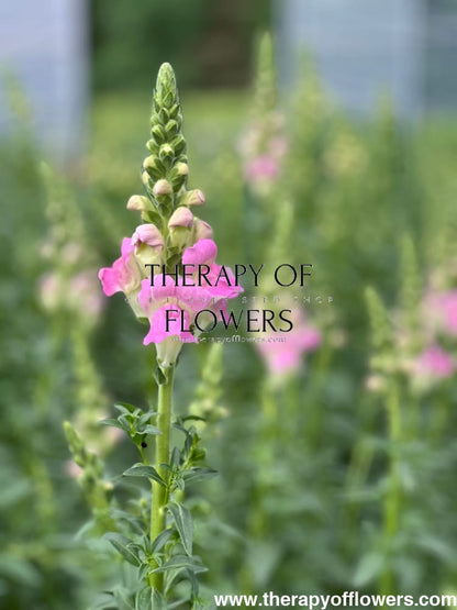 Snapdragon Legend Light Pink F1 | Group 1 therapyofflowers.com