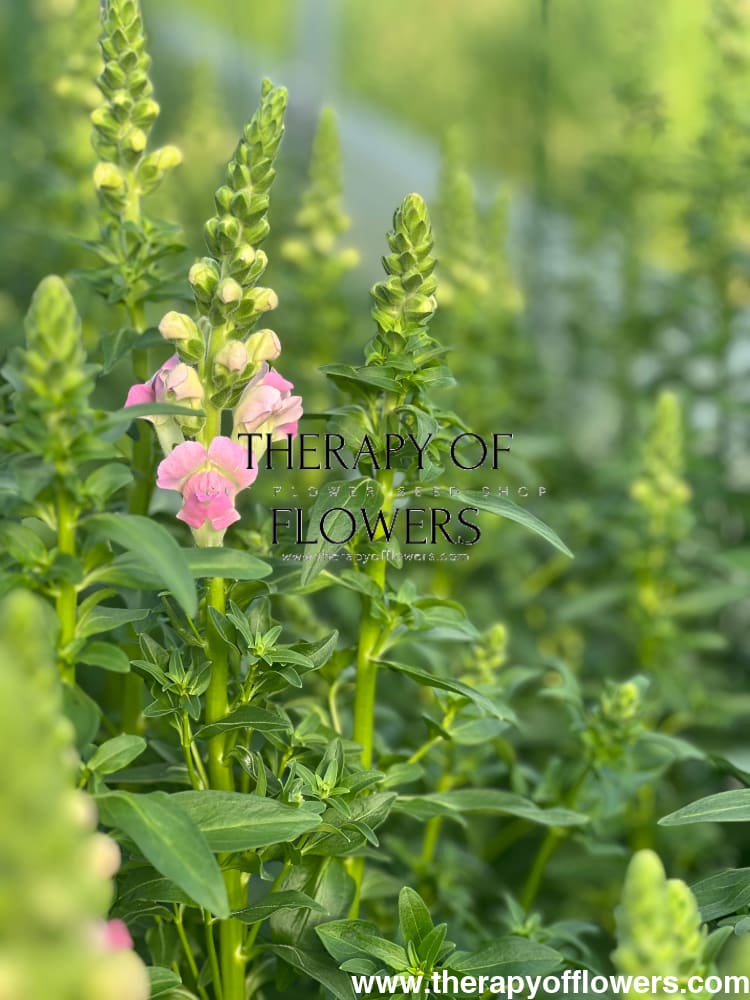 Snapdragon Legend Light Pink F1 | Group 1 therapyofflowers.com