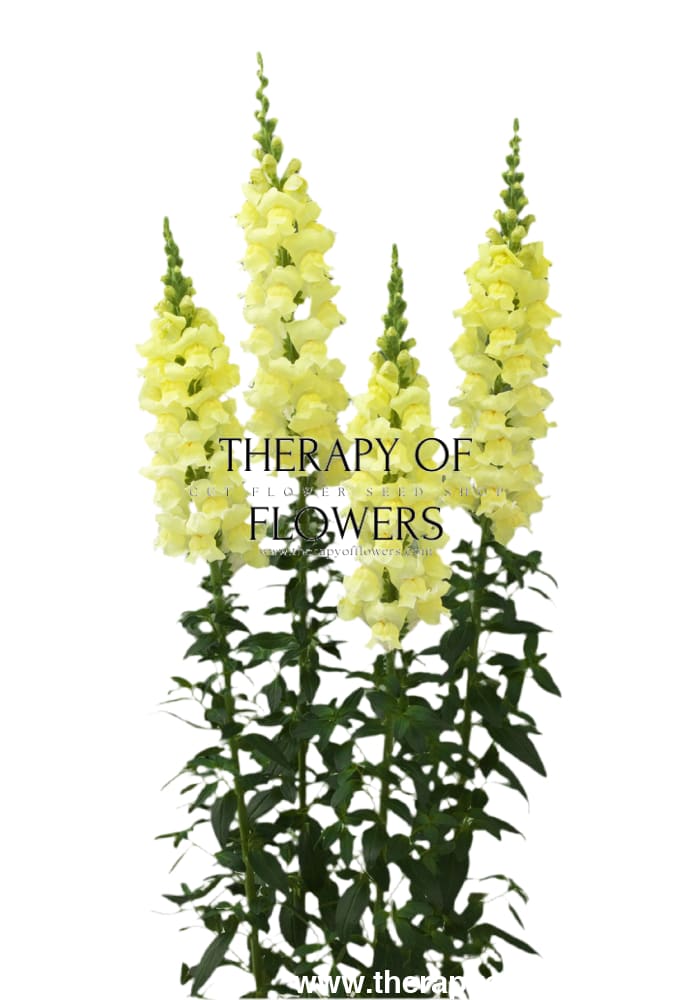 Snapdragon Legend Light Yellow F1 | Group 1 therapyofflowers.com