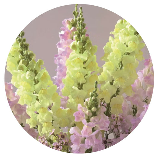 Snapdragon Legend Light Yellow F1 | Group 1 therapyofflowers.com