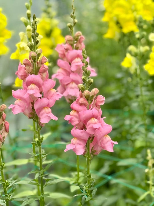Snapdragon Legend Pink F1 | Group 1 | Antirrhinum majus therapyofflowers.com