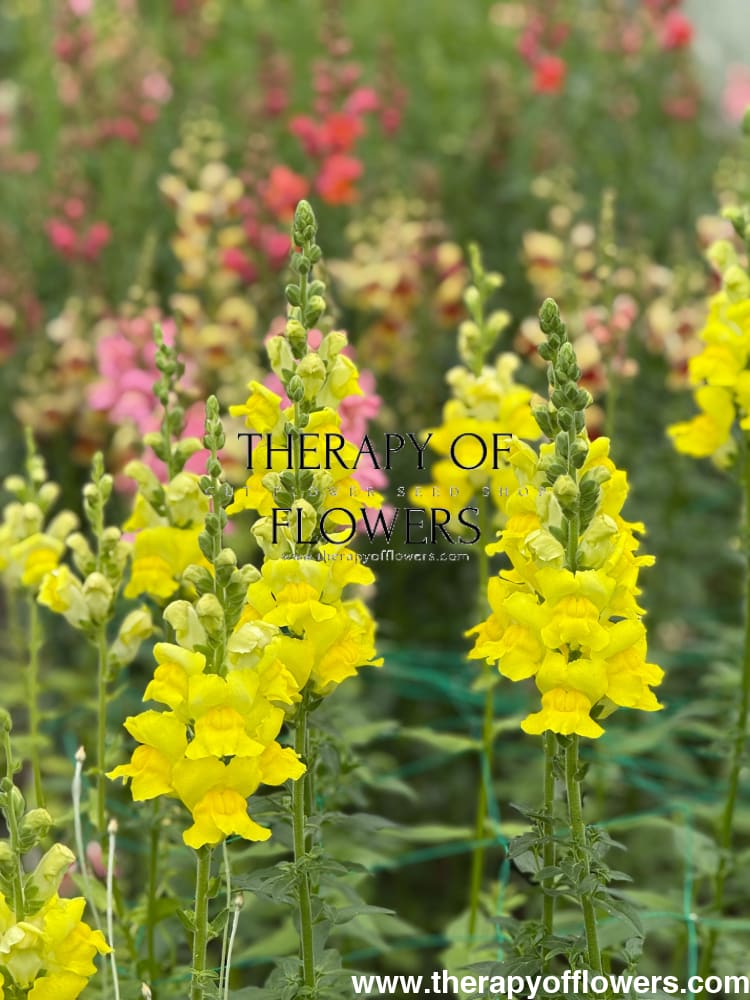 Snapdragon Legend Yellow F1 | Group 1 | Antirrhinum majus therapyofflowers.com