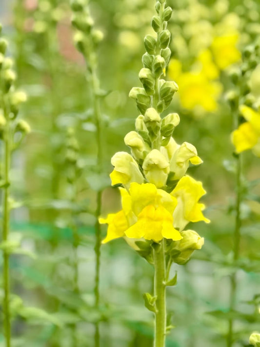 Snapdragon Legend Yellow F1 | Group 1 | Antirrhinum majus therapyofflowers.com