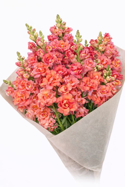 Snapdragon Madame Butterfly™ Bronze | Antirrhinum majus - 20 seeds / 70 cm / Frilled bronze - Seeds