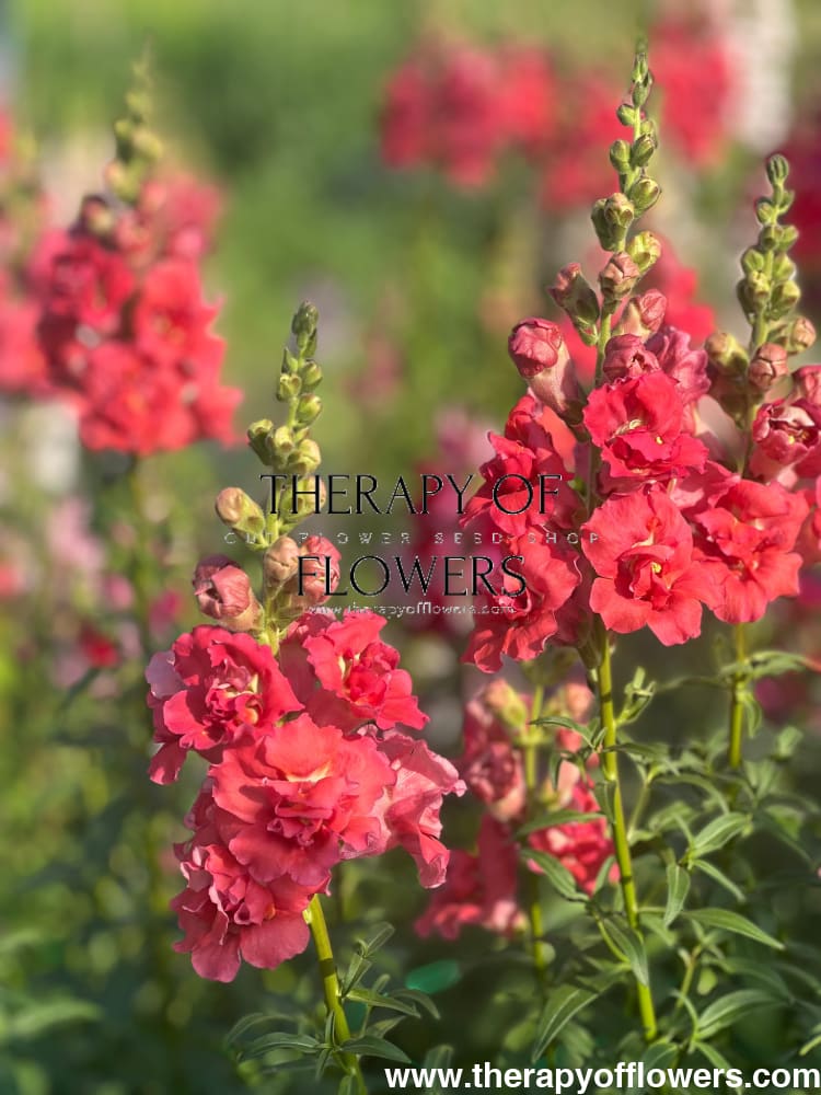 Snapdragon Madame Butterfly Bronze therapyofflowers.com