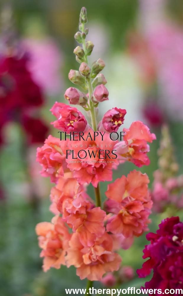 Snapdragon Madame Butterfly Bronze therapyofflowers.com