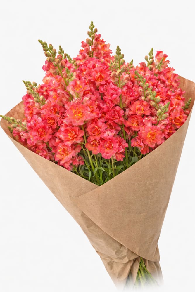 Snapdragon Madame Butterfly™ Cherry Bronze | Group 3,4 | Antirrhinum majus therapyofflowers.com