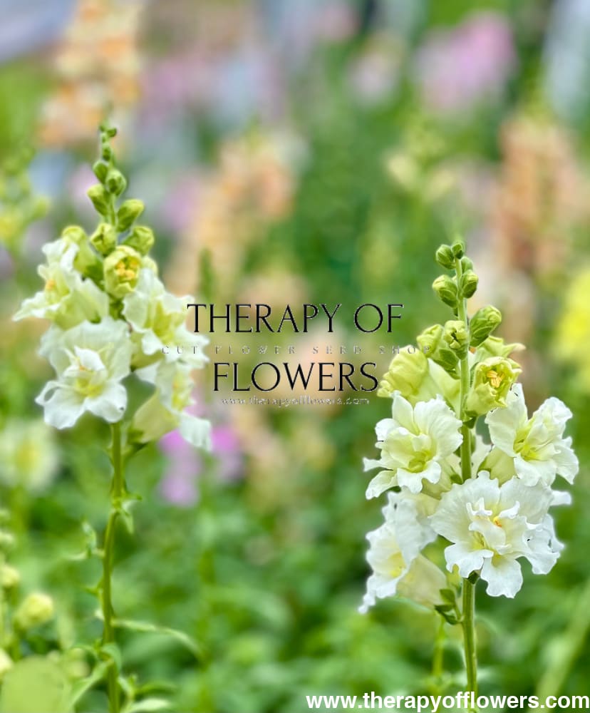 Snapdragon Madame Butterfly Ivory.