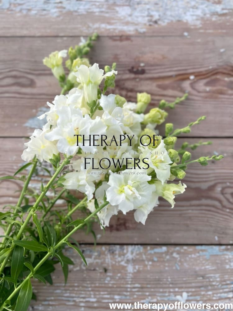 Snapdragon Madame Butterfly Ivory F1 | Group 2,3 | Antirrhinum majus therapyofflowers.com