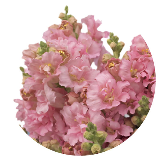 Snapdragon Madame Butterfly Pink therapyofflowers.com