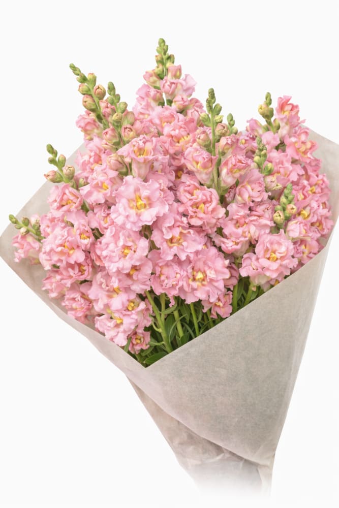 Snapdragon Madame Butterfly Pink F1 | Group 3,4 | Antirrhinum majus - 20 seeds / 70 cm / Soft Pink - seeds