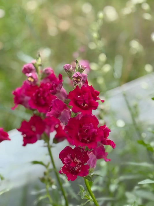Snapdragon Madame Butterfly Red therapyofflowers.com