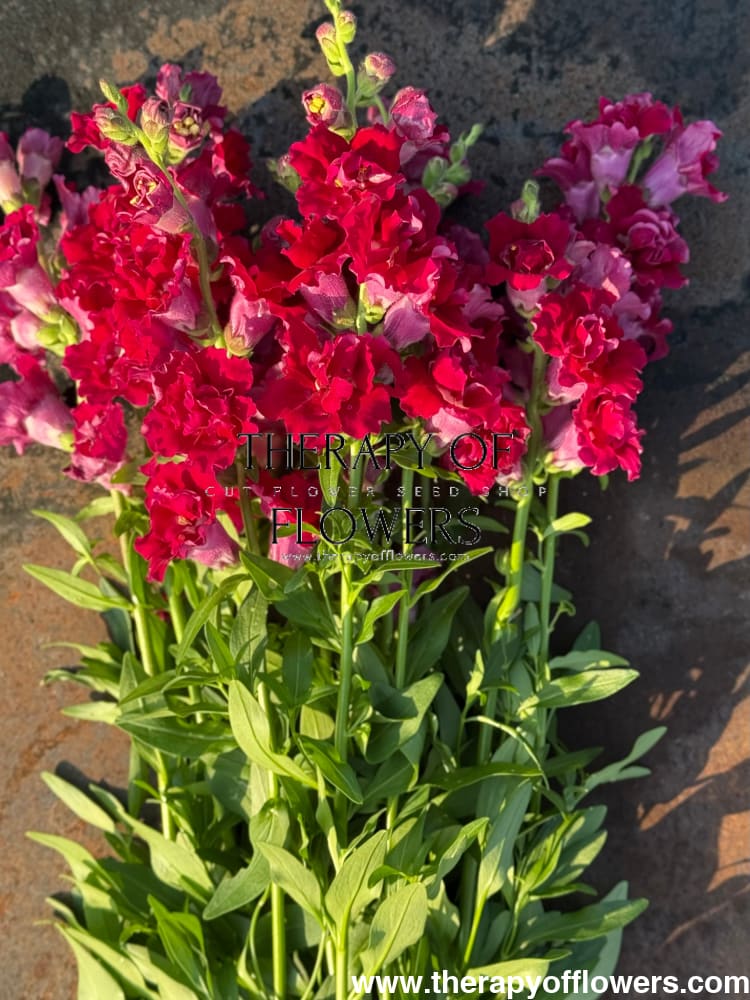Snapdragon Madame Butterfly Red therapyofflowers.com